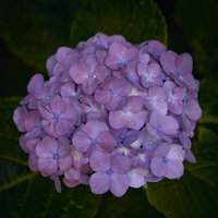 紫陽花に落ちる水滴、花びらに玉のような雫の写真
