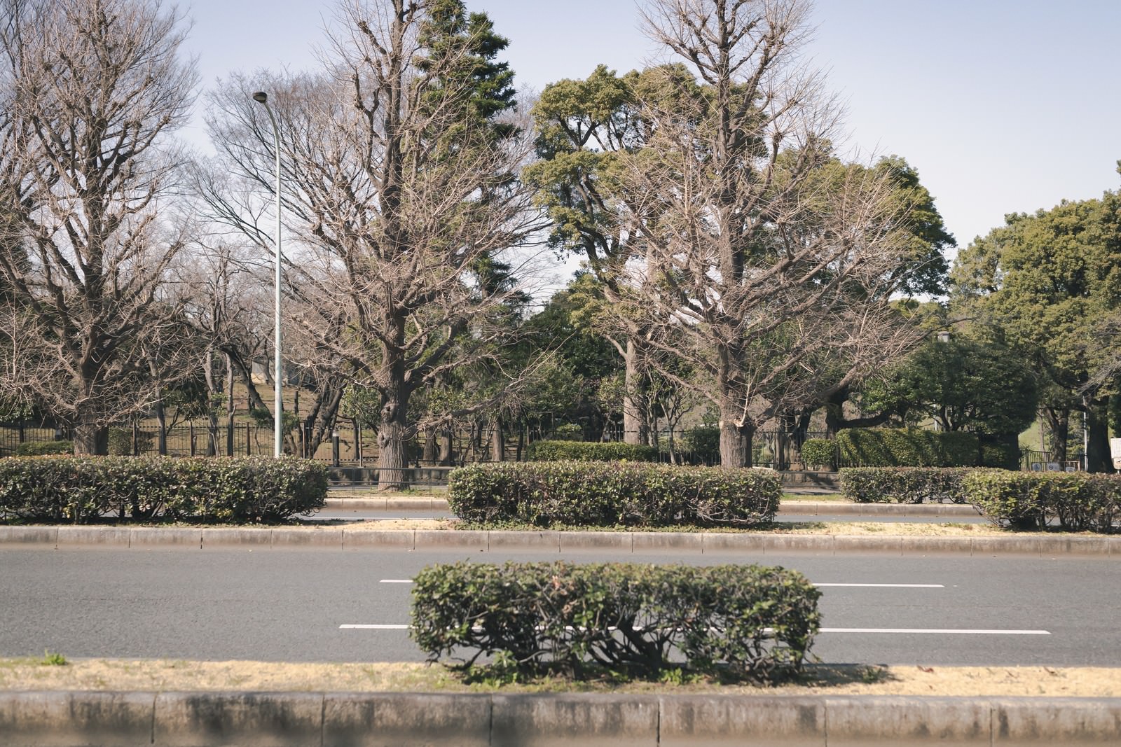 道路の中央分離帯に植えられた低木と両側の街路樹