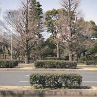 車道を挟んで整備された道路の緑化植栽と街路樹の写真