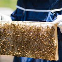 ミツバチがびっしり付着した蜜板を持つ養蜂家の写真