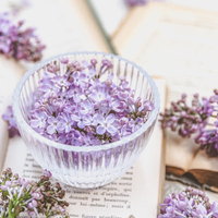 開いた洋書のページに散らばるライラックの花弁の写真