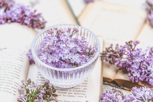 開いた洋書のページに散らばるライラックの花弁