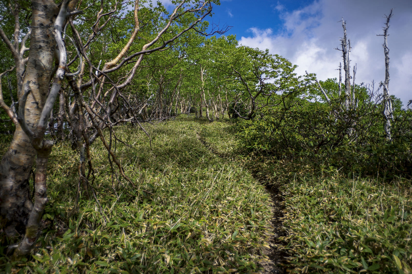低木や木々が密生する日光白根山の登山道と青空の風景