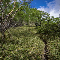 日本百名山・日光白根山の登山道に生い茂る低木と青空の写真