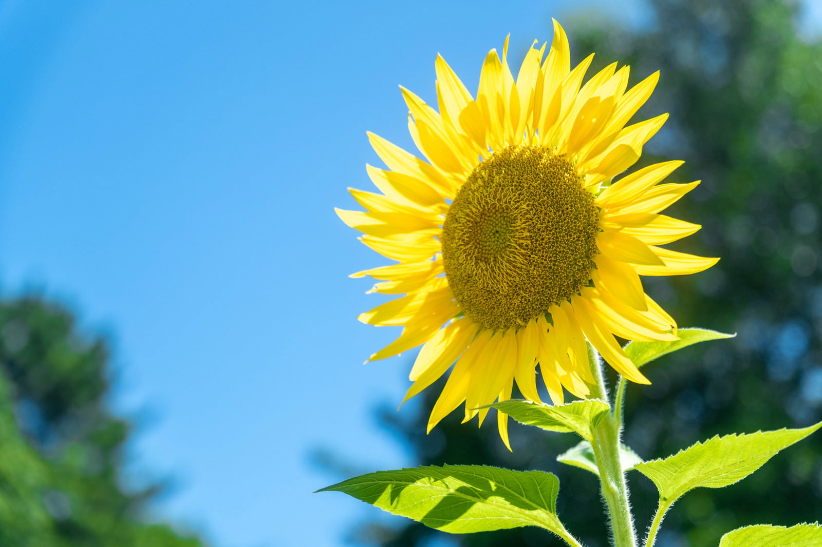 青空を背景に咲く黄色いひまわりの花