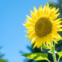 青空に咲く黄色いひまわりの花畑 満開の向日葵の写真