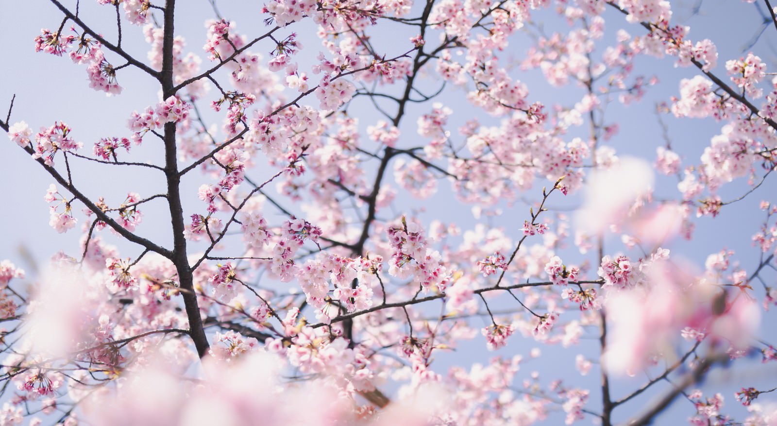 淡いピンク色の桜の花が枝に咲いている春の風景