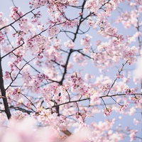ほんわか淡いピンク色の桜の花が枝に咲く春の風景の写真