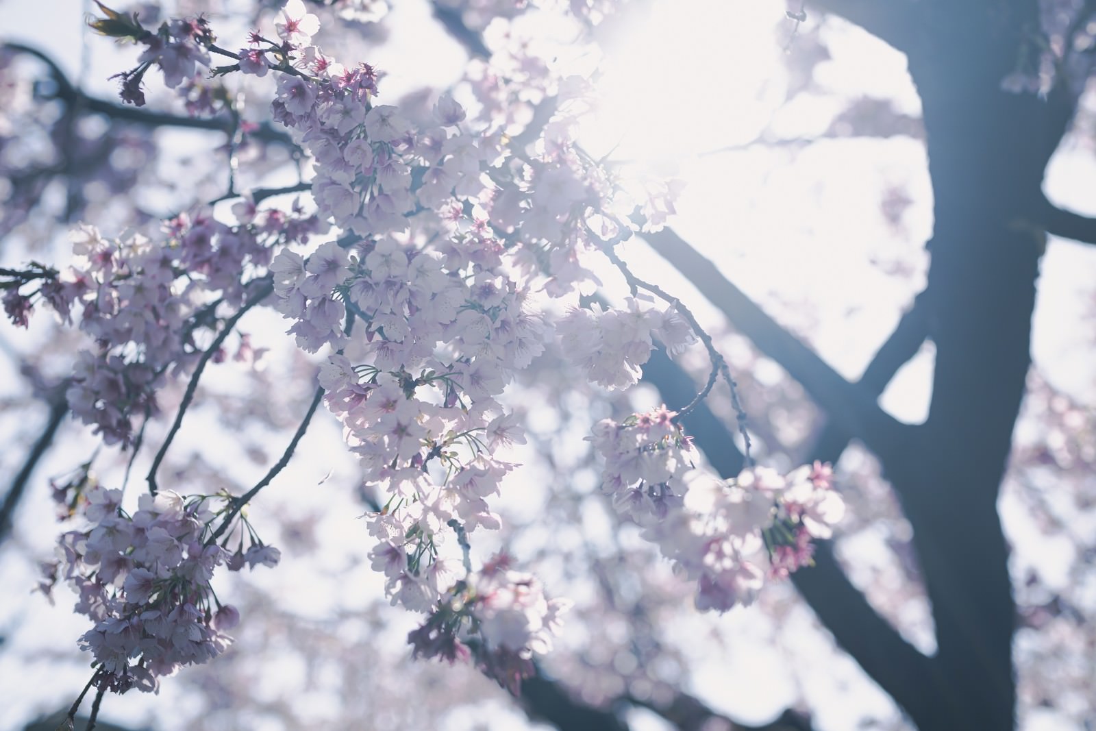 逆光の中で咲く春の桜