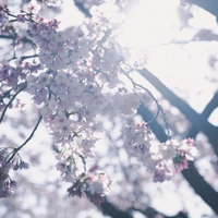 逆光に輝く淡いピンクの桜の花が咲く春の枝の写真