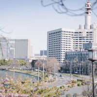 国会前庭から眺める警視庁と皇居、桜舞う風景の写真