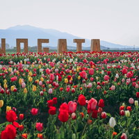 直方市のチューリップフェアで並んだ色彩豊かなチューリップとNOGATAの写真