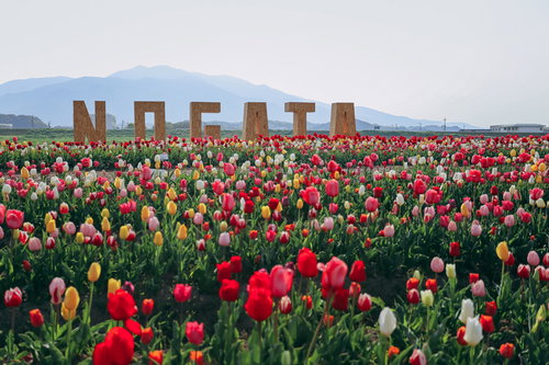 直方市のチューリップフェアで並んだ色彩豊かなチューリップとNOGATA