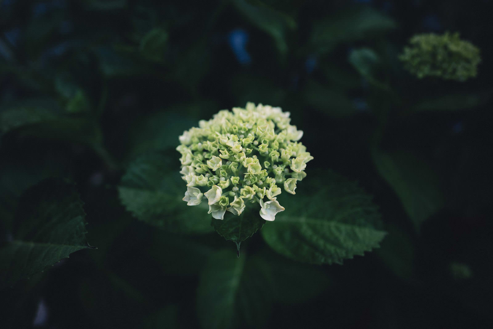 White flowers clustered in spherical shapes on a hydrangea plant surrounded by green leaves