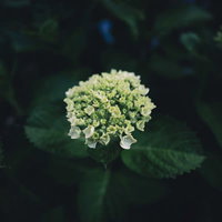 梅雨時期に咲き始めた白いアジサイの花の写真