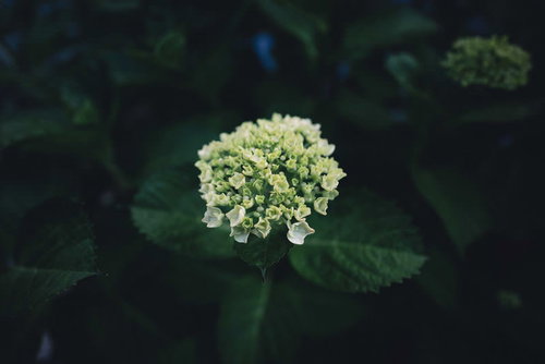 梅雨時期に咲き始めた白いアジサイの花