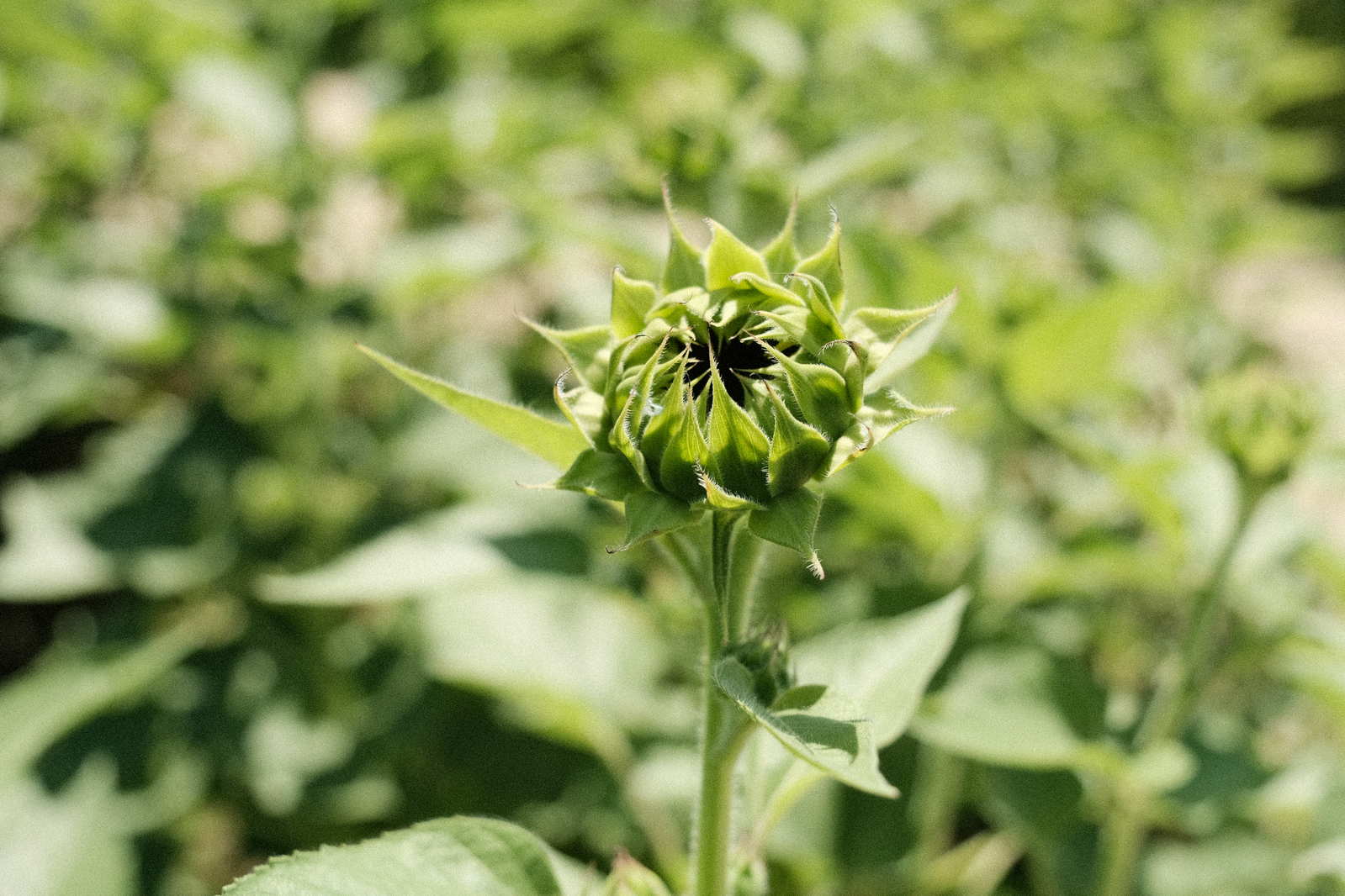 開花前の緑色をしたひまわりの蕾と葉の写真