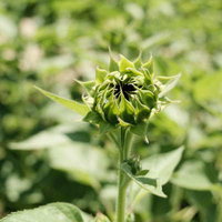 夏の太陽を待つひまわりの蕾が茎の先端に付く向日葵の成長過程の写真