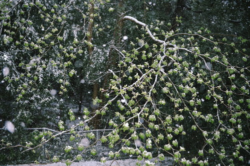 新緑の葉に降り積もる雪の季節の移ろい