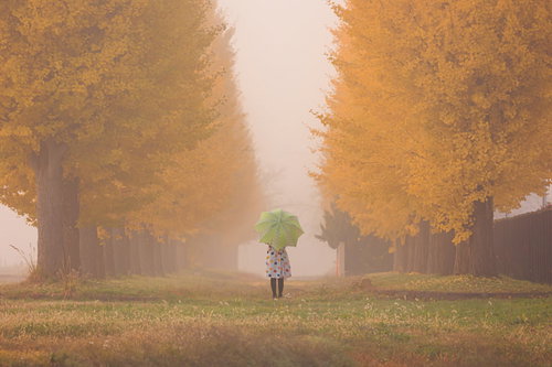 朝霧の中で黄金色に輝くイチョウ並木を歩む人物