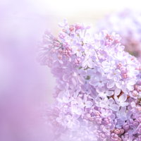 ボケ味に浮かぶライラックの花房、薄紫と白の小花が球状に密集の写真
