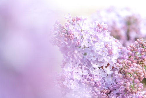 ボケ味に浮かぶライラックの花房、薄紫と白の小花が球状に密集
