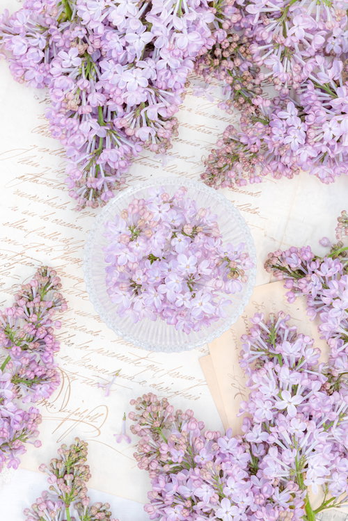 白い器に盛ったライラックと寄り添う花弁、手紙