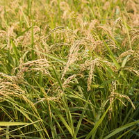 収穫前の稲穂が垂れた田んぼの秋景色と農業風景の写真