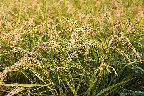 収穫前の稲穂が垂れた田んぼの秋景色と農業風景