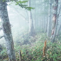 日光白根山の優しい光が差し込むガスのシラビソ林の写真