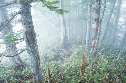 日光白根山の優しい光が差し込むガスのシラビソ林