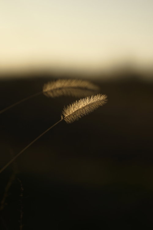 夕日に浮かぶ猫じゃらしのシルエット、秋の雑草風景