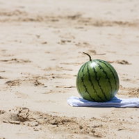 砂浜でのスイカ割り 夏の海辺でのレクリエーション活動の写真