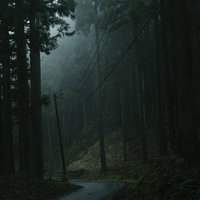 朝霧に包まれた暗い杉林の中に張り巡らされた電線の写真