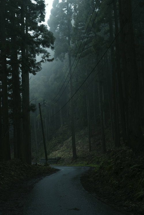 朝霧に包まれた暗い杉林の中に張り巡らされた電線