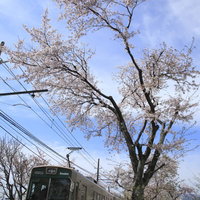 青空の下を走る嵐電と満開の桜の写真