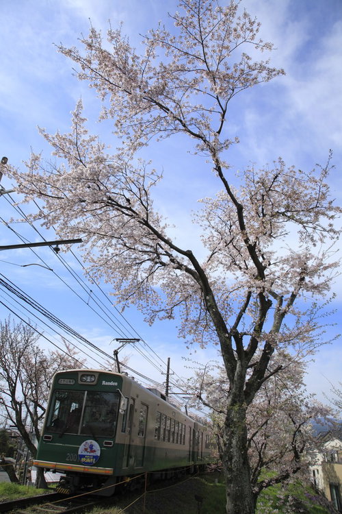 青空の下を走る嵐電と満開の桜