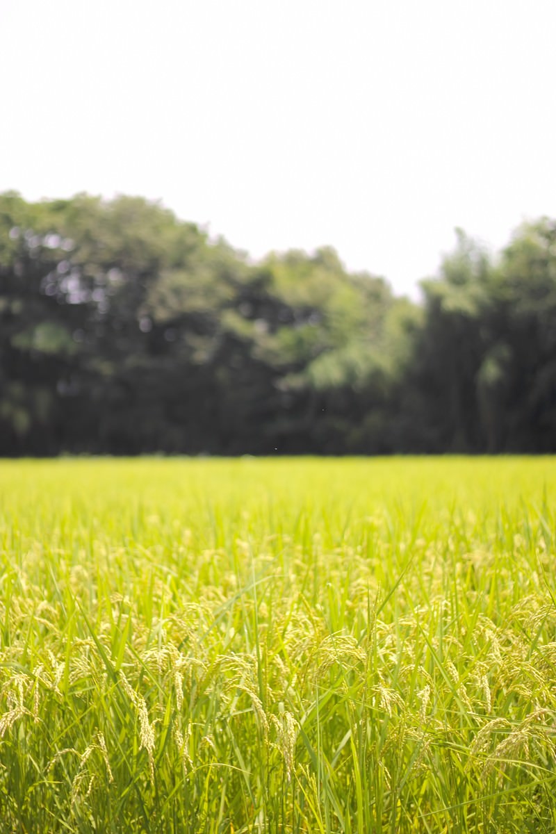 稲穂が実った夏の田んぼと奥に並ぶ木立