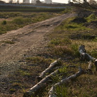 舗装されていない農道と倒木の写真