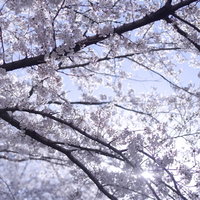 さわやかな朝日に輝くソメイヨシノの満開の枝の写真
