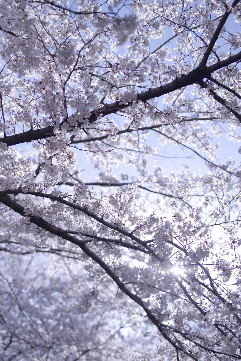 満開のソメイヨシノの枝を下から見上げた春の桜