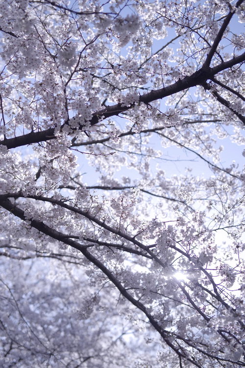 さわやかな朝日に輝くソメイヨシノの満開の枝