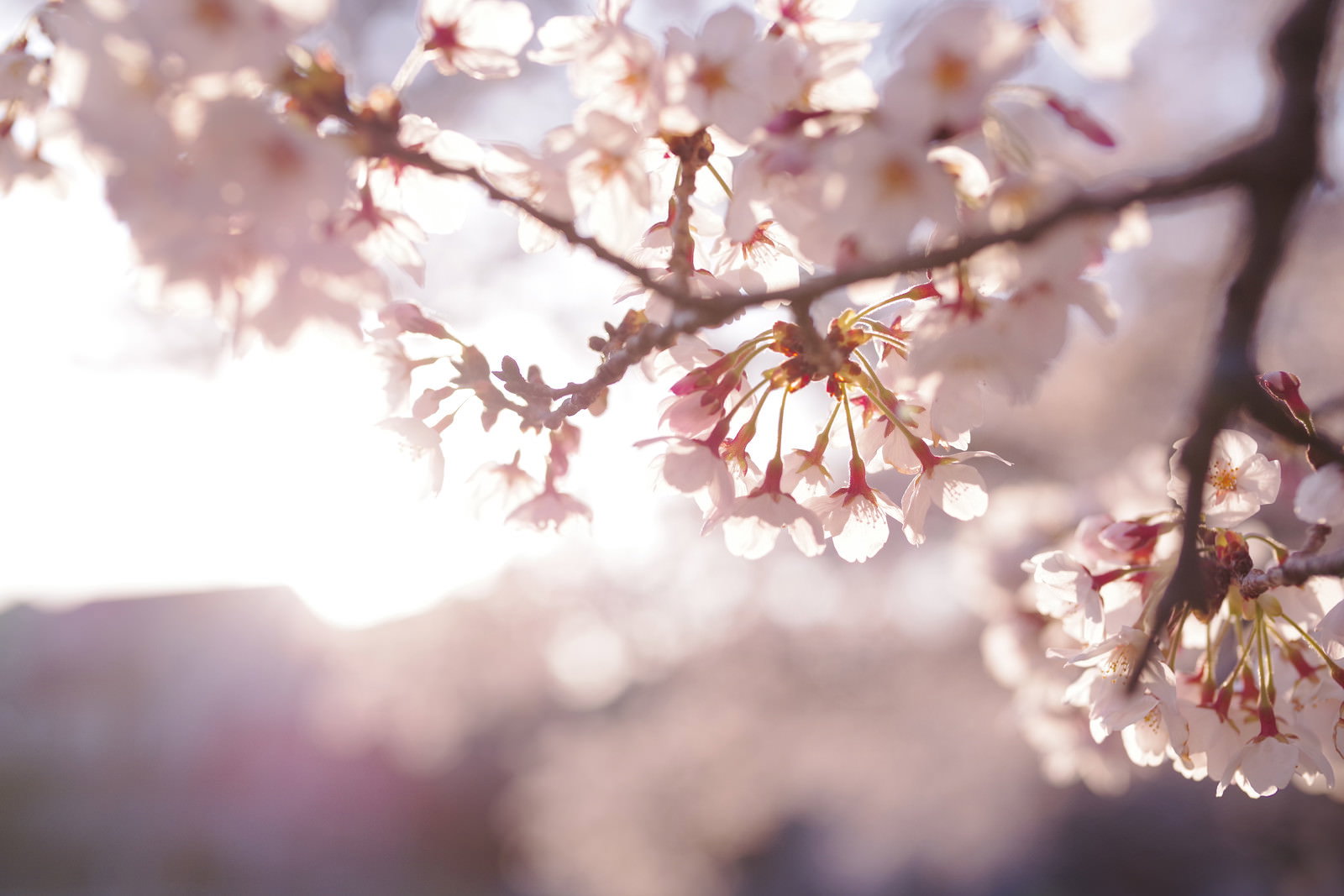 逆光に包まれて透けて見えるソメイヨシノの花びら