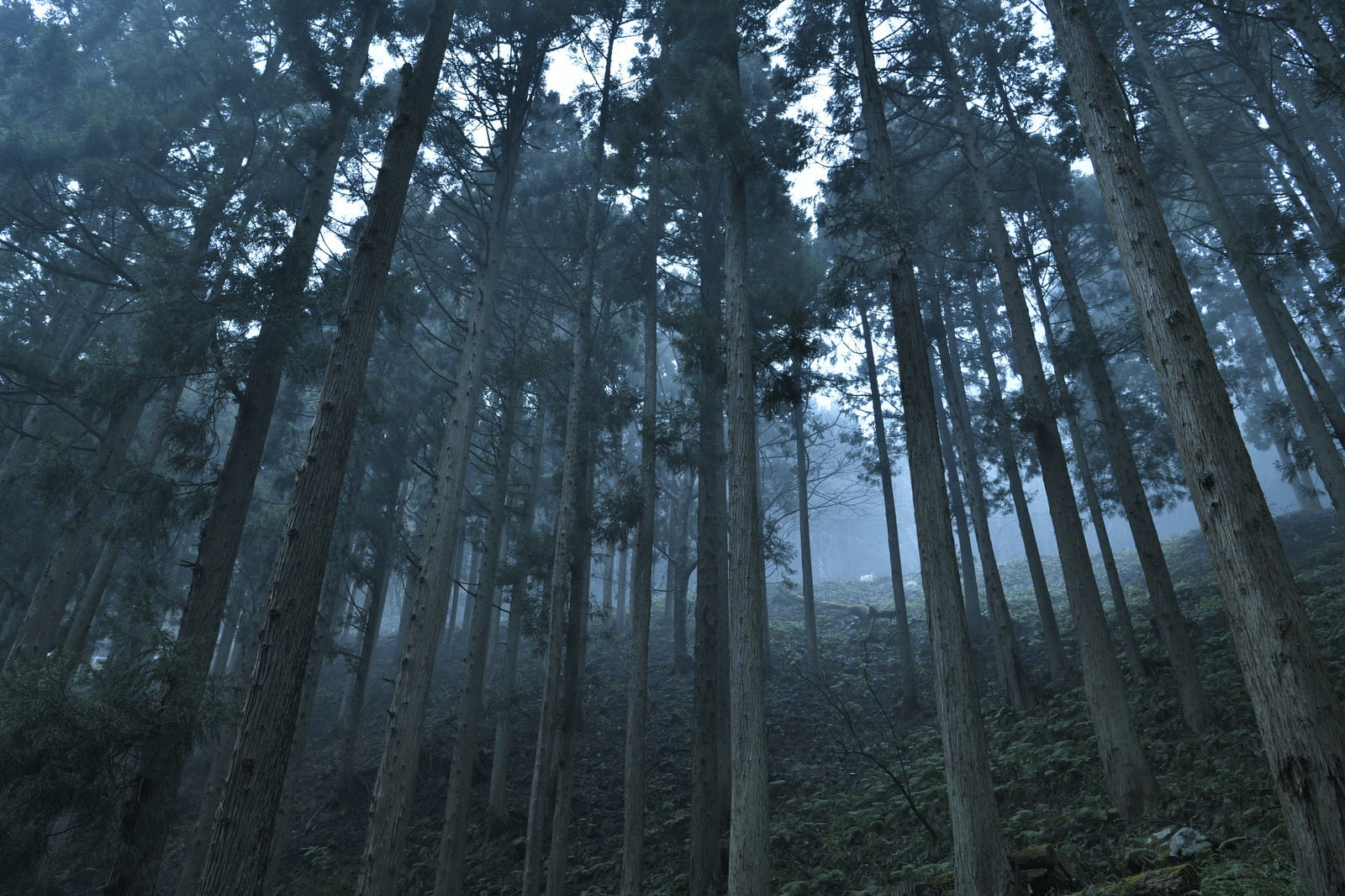 朝霧が立ち込める杉林の早朝風景