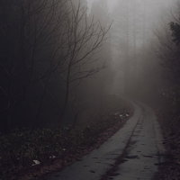 ガスの林道で浮かび上がる立ち枯れた杉の木々の写真