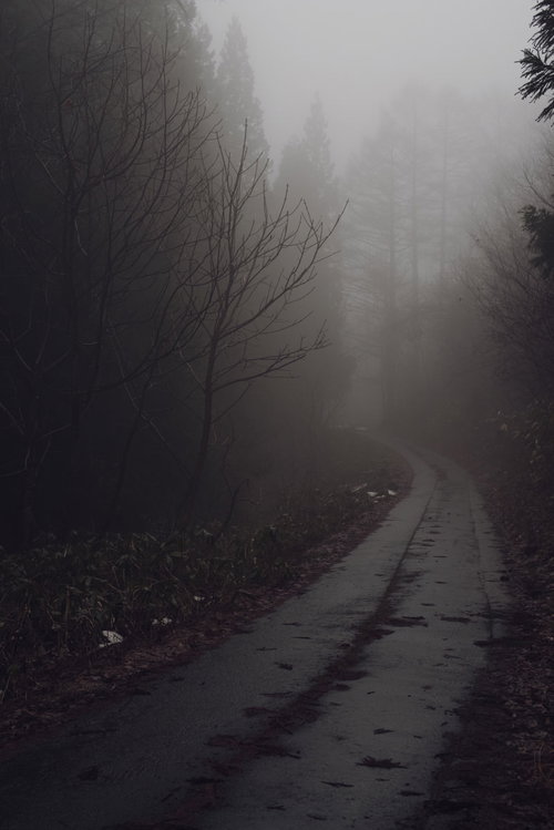 ガスの林道で浮かび上がる立ち枯れた杉の木々