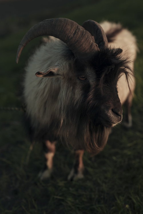 夕日を背に逆光でキメ顔を決める牧場のヤギ