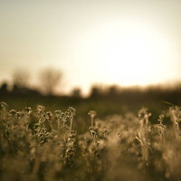 夕日に照らされた足元の雑草の写真