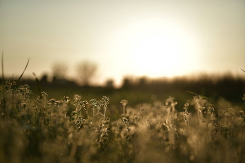夕日に照らされた足元の雑草