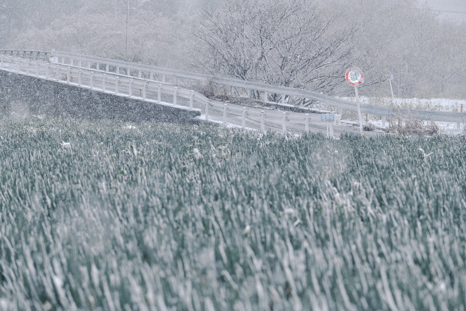 雪が降り積もるネギ畑とガードレールが写った冬の農業風景